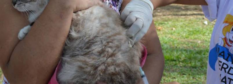 Teresina supera a meta de vacinação de animais contra a raiva